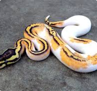 Pythons